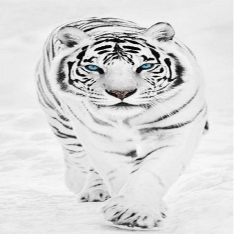 White Tiger