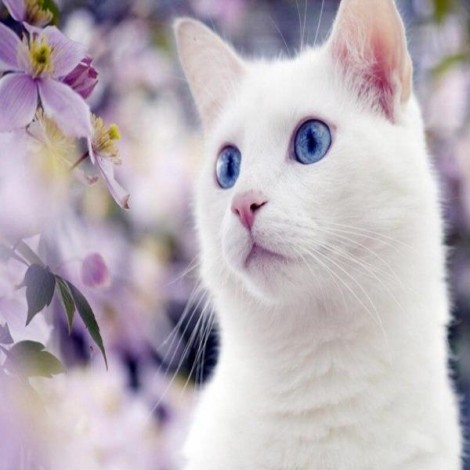 White Cat