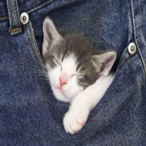 Pocket Kitten