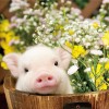 Summer Flower Piglet